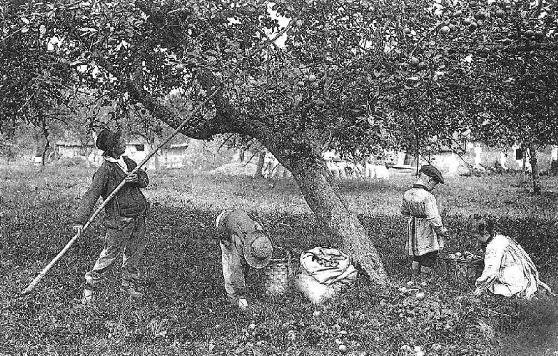 ramassage pommes